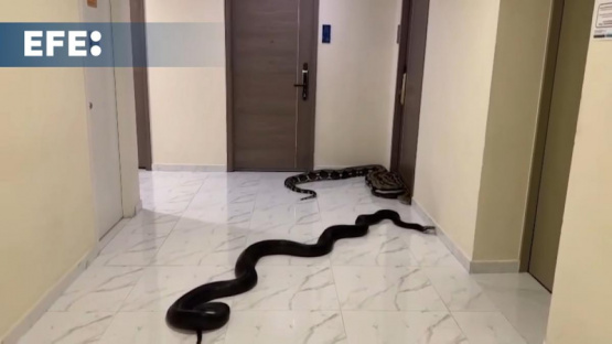 liberan serpientes en un edificio por culpa de un perro